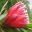 Protea - cv Clarke's Red -  Blue Mountains Botanic Garden Mount Tomah