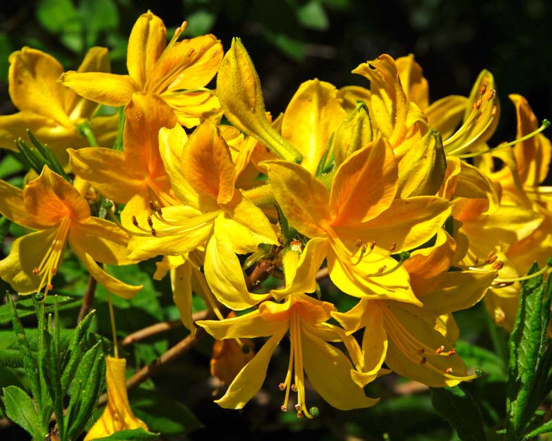 Rhododendron mollis renge Tsutsuji - Blue Mountains Botanic Garden Mount Tomah