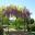 Wisteria Arch - Blue Mountains Botanic Garden Mount Tomah