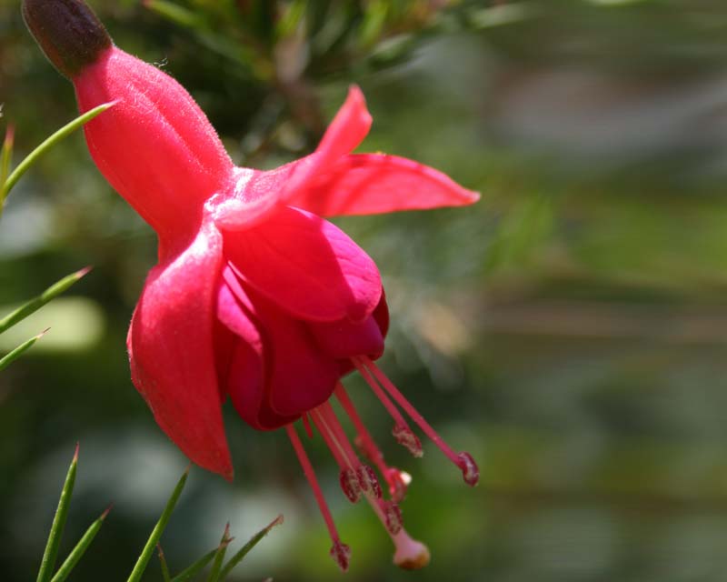 Fuchsias at Butchart Gardens