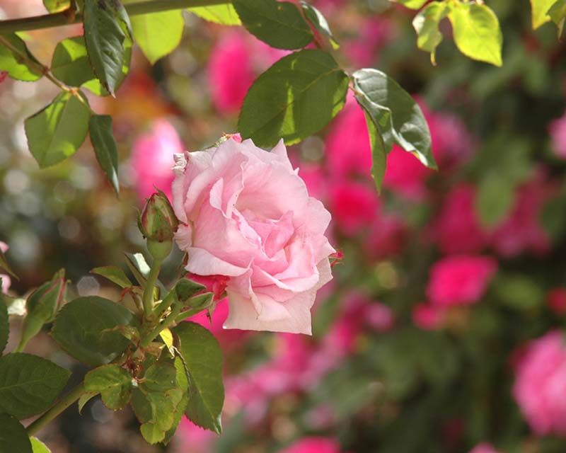 Roses signify summer in Butchart Gardens, British Columbia