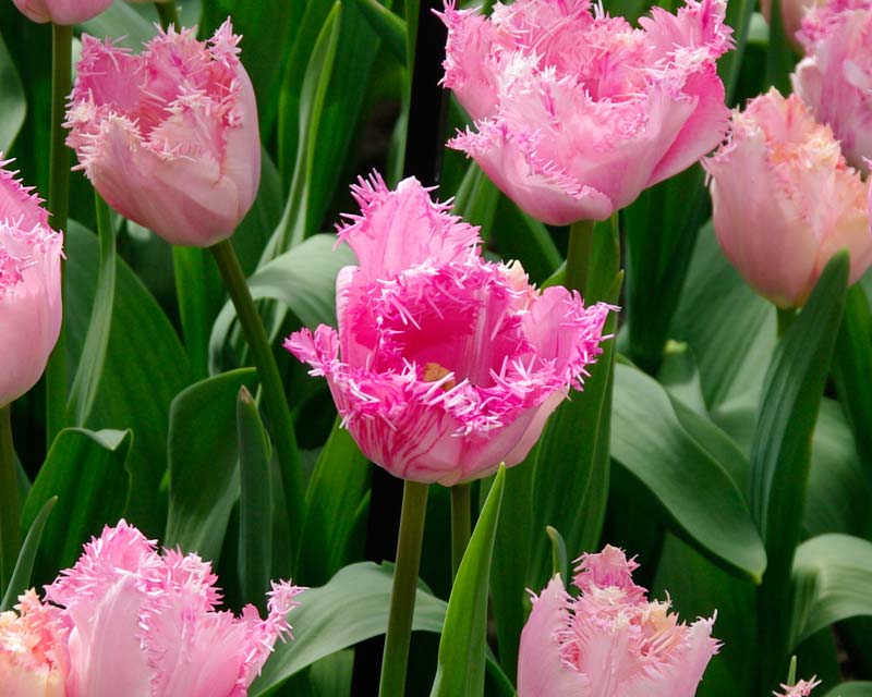 Spring is a big season for Butchart Gardens