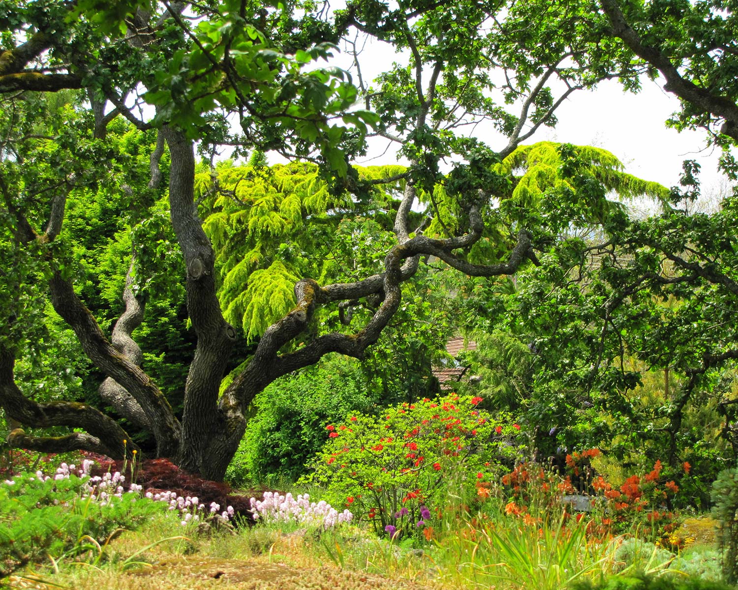 Abkhazi Garden