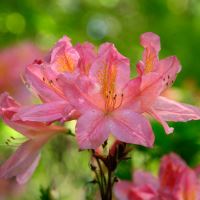 Abkhazi Garden - Molle Rhododendron