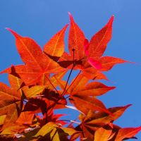 Abkhazi Garden - autumn colour