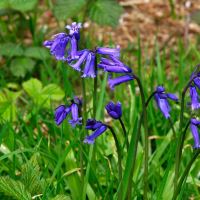 Abkhazi Garden - spring bulbs provide plenty of colour