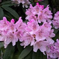 Abkhazi Garden - Rhododendron