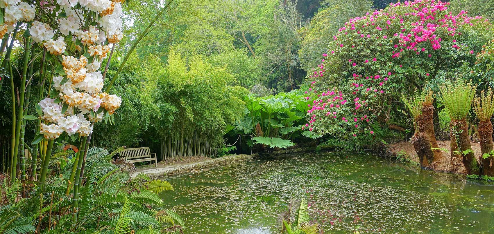 Trebah Gardens