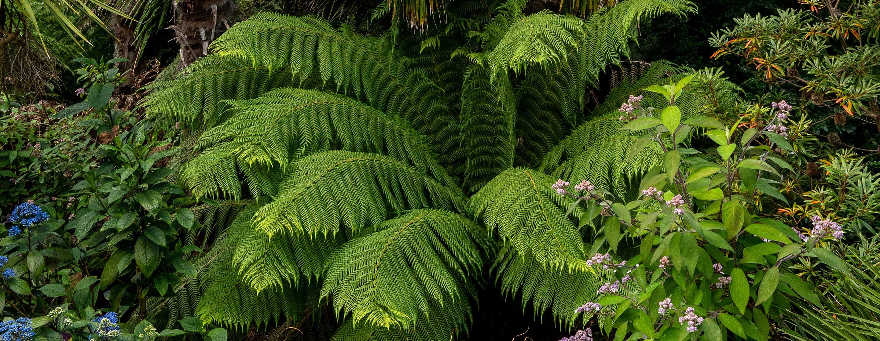 Trebah Gardens