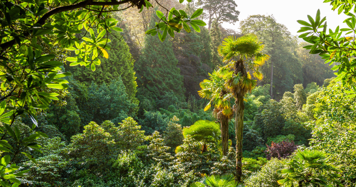 Trebah Garden