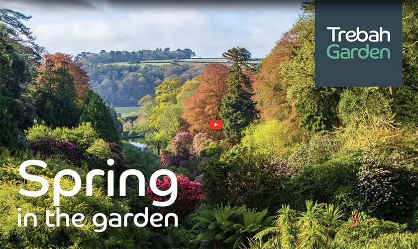 Spring in Trebah Gardens