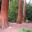 Kew Gardens has many giant sequoias. There something very peaceful about sitting under these huge trees.