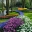 Bulbs at their very best - the ultimate location. - photos supplied by Keukenhof