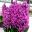 Hyacinthus Orientalis Paul Hermann - at Keukenhof