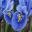 Iris Reticulata Alida - as seen at Keukenhof