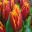 Tulipa Bright Parrot - as seen at Keukenhof