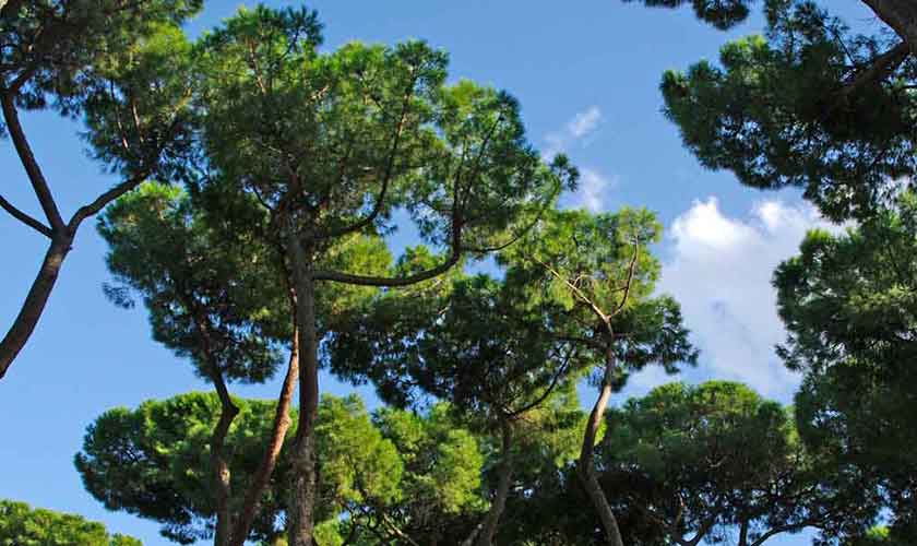 Borghese Gardens