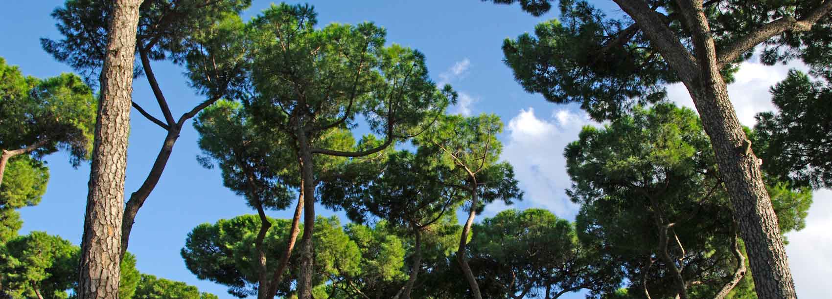 Borghese Gardens - Roman Pines, Pinus pinea