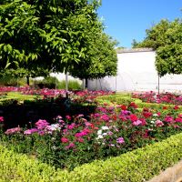 Alcazar de los Reyes Cristianos Gardens - intense flower colour too.