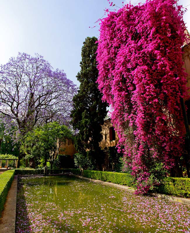 Bouganvillea gigantus - photos supplied by Turismo de Sevilla/Sevilla Tourism