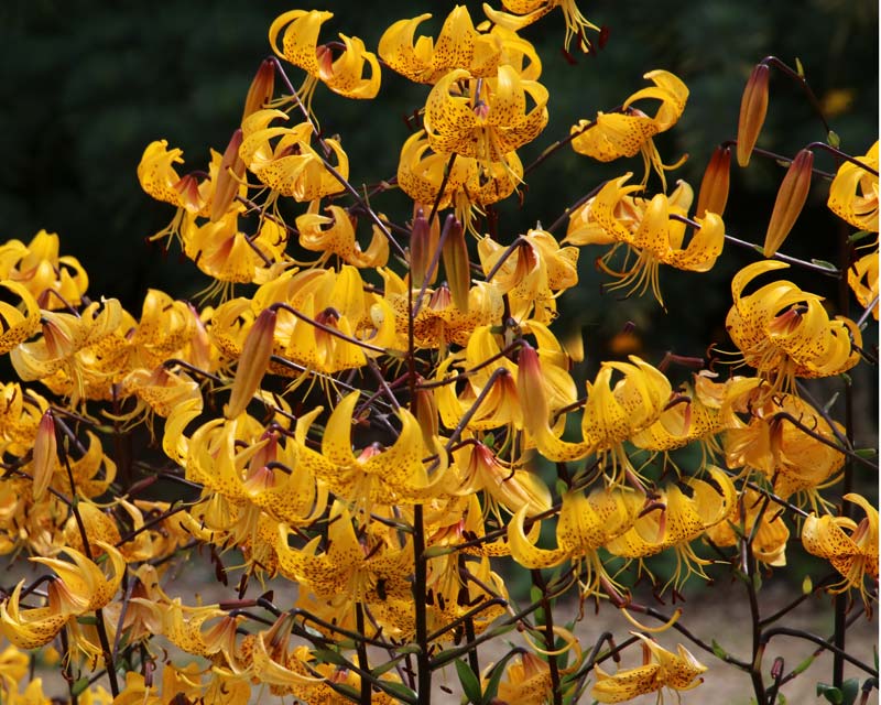 Exbury, summer colour