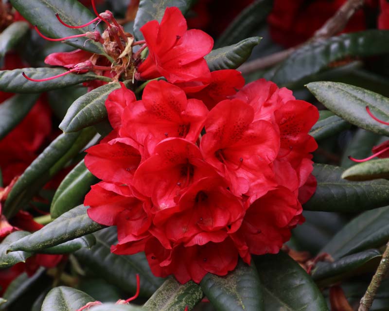 Exbury, some Rhododendron still in flower in mid summer