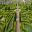 The Parterre Garden at Chateau Villandry