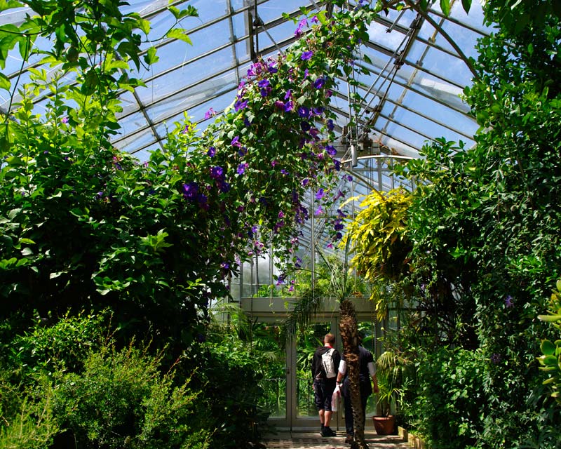 The Display Greenhouse -Mediterranean section  Chatsworth House