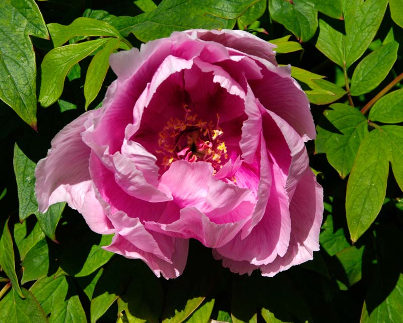 Pink paeonies flowering in June in the garden of 1st Dukes greenhouse - Chatsworth