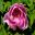 Pink paeonies flowering in June in the garden of 1st Dukes greenhouse - Chatsworth