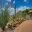 Cacti beds - image supplied by Desert Botanical Garden