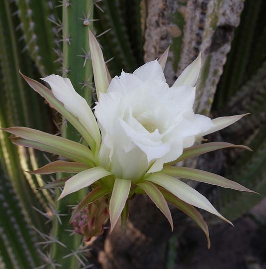 Nightbloomer - image supplied by Desert Botanical Garden