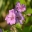 Geranium malviflorum - images supplied by East Lambrook Manor Gardens