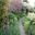 Terraces in May - images supplied by East Lambrook Manor Gardens