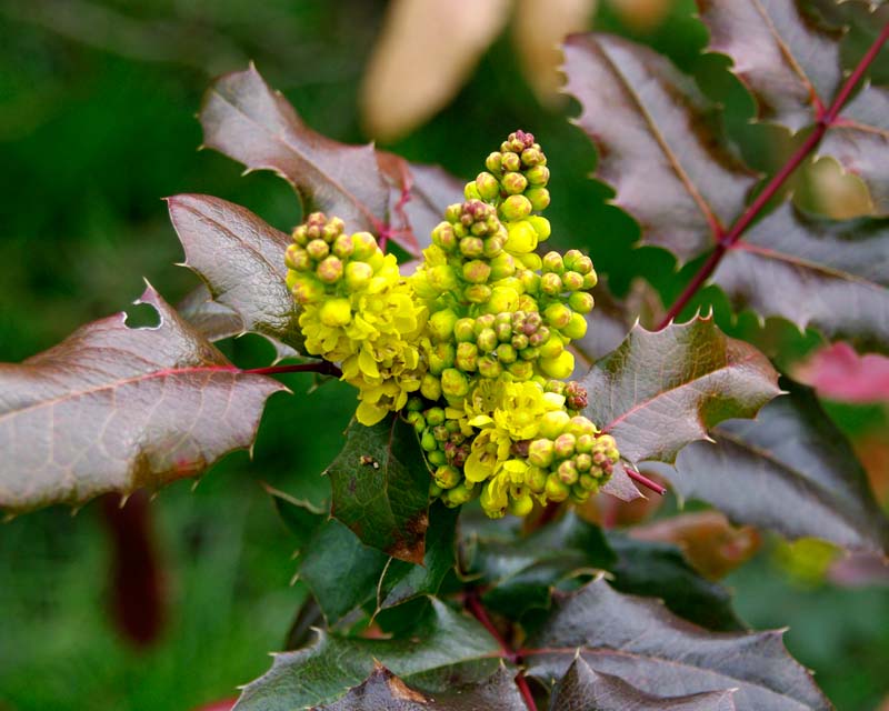 Spring at Sissngurst  In the cottage garden - Mahonia Pinnata