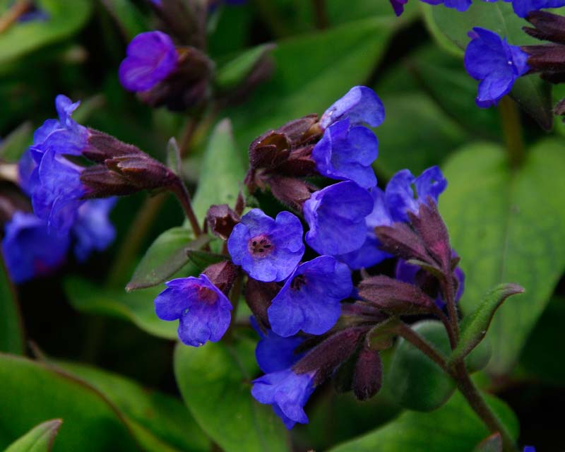 Spring at Sissinghurst  In the cottage garden  Pulmonaria Augustifolia Mawsons Blue