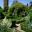 Sissinghurst Castle The White Garden  -