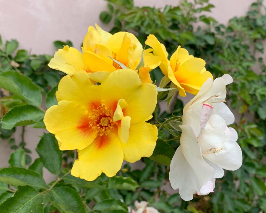 Rosa Eyeconic - Ephrussi Villa and Gardens