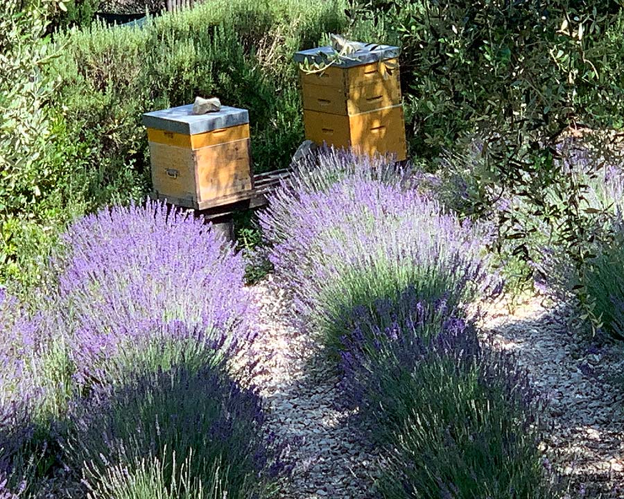 Lavender beds - Provencal Garden - Ephrussi