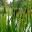 Bullrushes by the Lake at Wisley