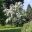 Cornus (Dogwood) in full bloom - Wisley