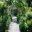 Vines growing over arches in the Fruit Garden - Wisley - a wonderfully fruity walk