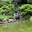 Japanese Hill and Pond Garden - photographer Peter Barber