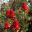 Waratahs in full bloom - Mount Annan Botanic Garden