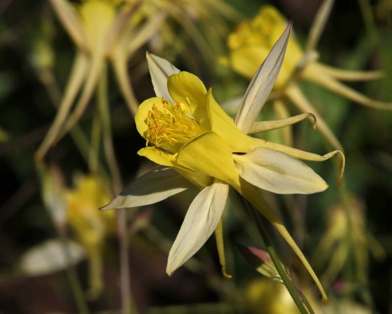 Aquilegia, Bodnant