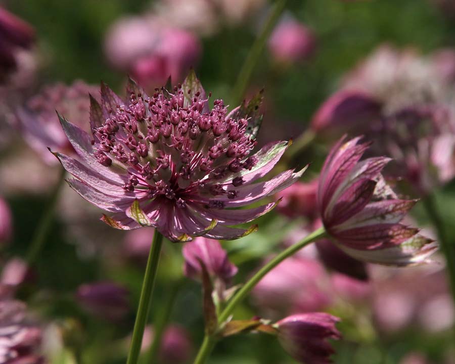 Astrantia, Bodnant Gardens