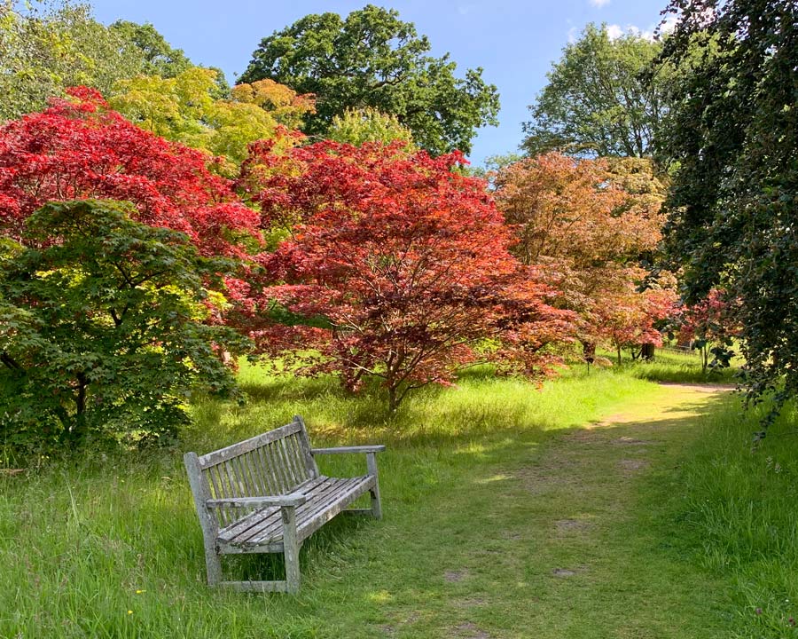 Bodnant Gardens, Conwy, North Wales - Acer Glade