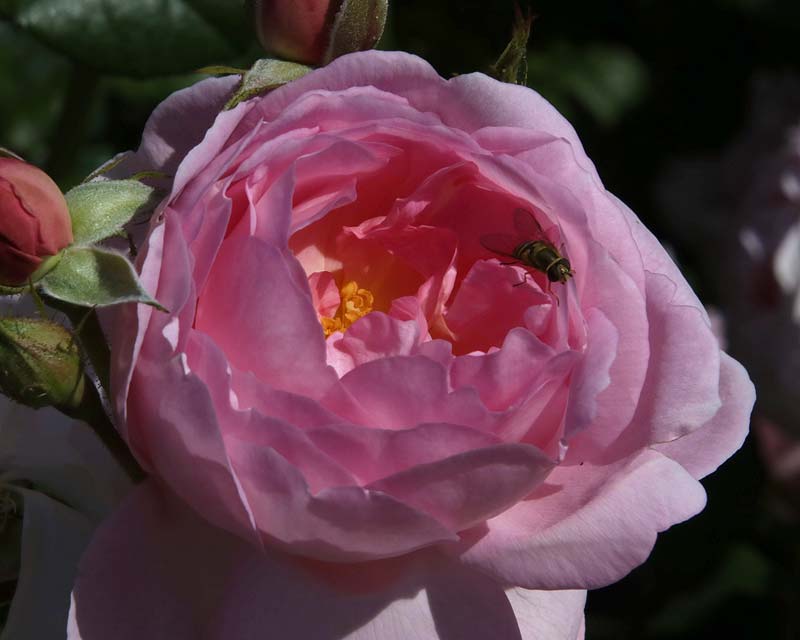 Rosa David Austin Sceptered Isle, Bodnant Gardens