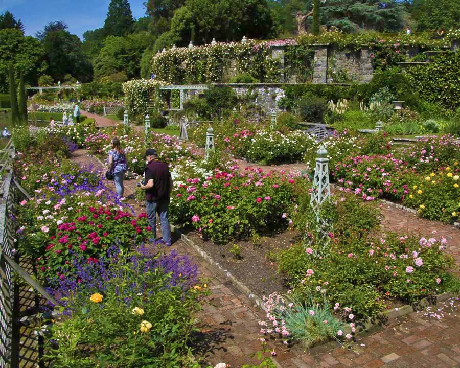 Rose garden Bodnant