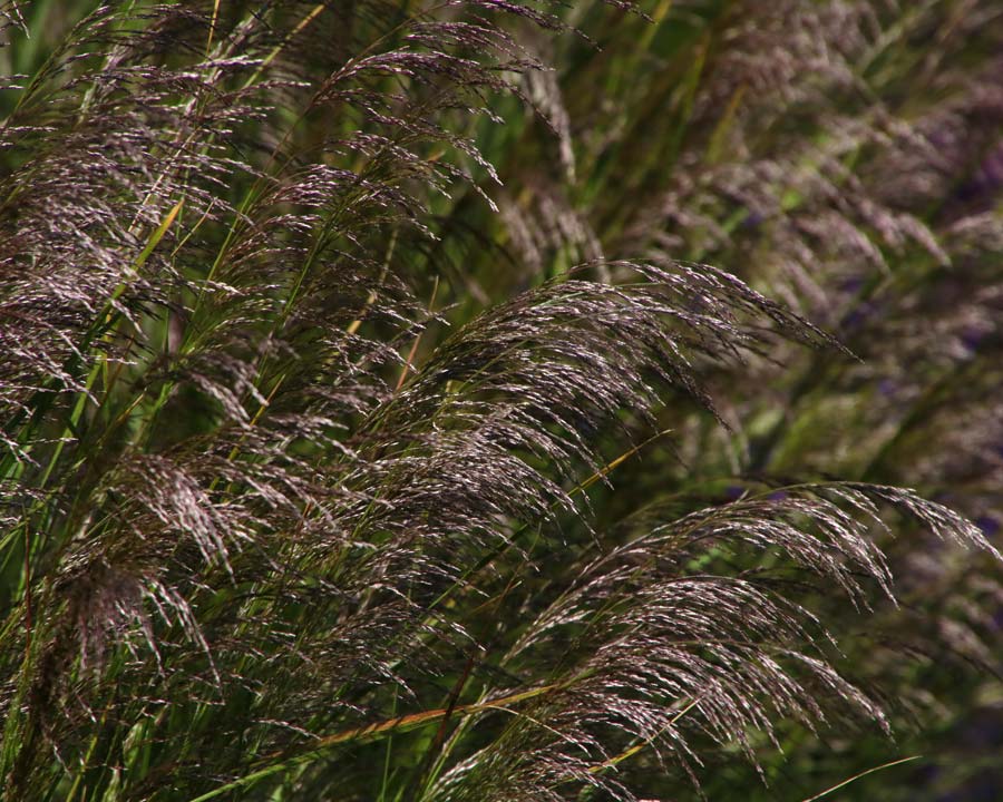 Stipa, Bodnant